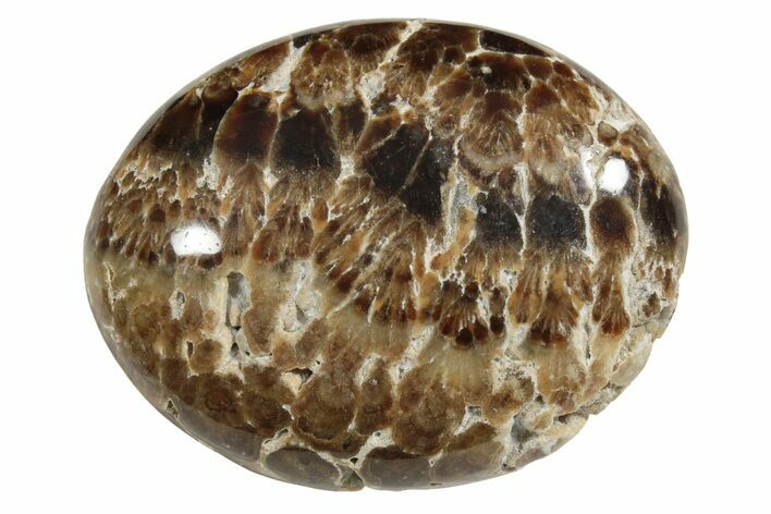 Polished Chocolate Calcite Palm Stone - Pakistan #220948